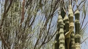 الإرث المحلي والتنمية المستدامة في العُلا.. مبادرات تعزز مستقبل المجتمع السعودي